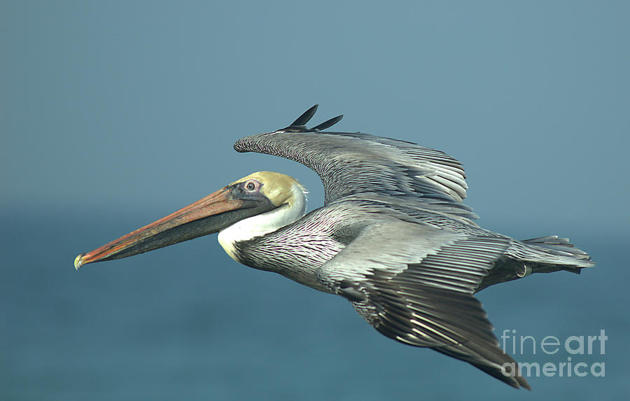 Flying Pelican 4 by Steve Edwards Flying Pelican 4 by Steve Edwards