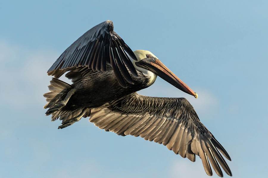 Pelican Photograph - Flying Pelican by Darrell Gregg
