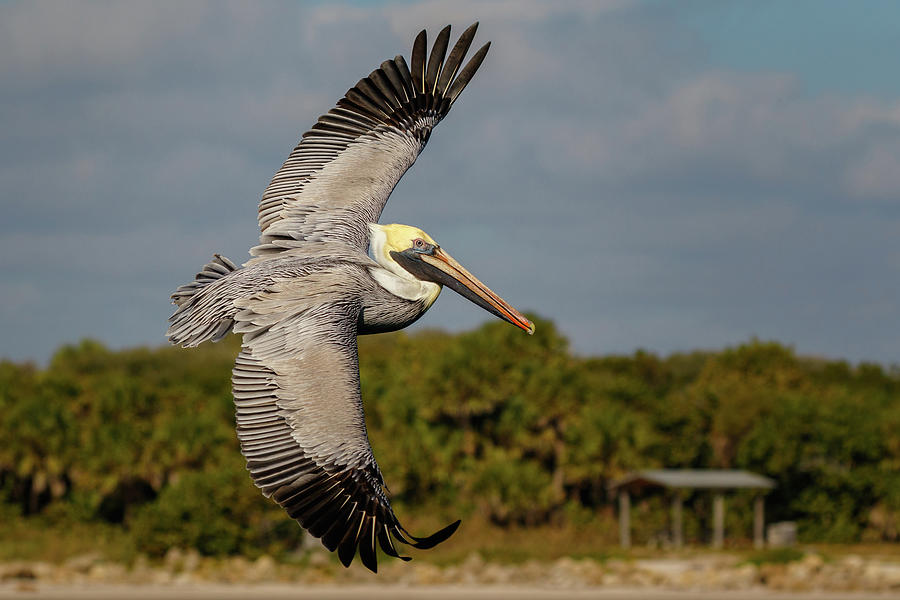 Flying Pelican Photograph by Les Greenwood