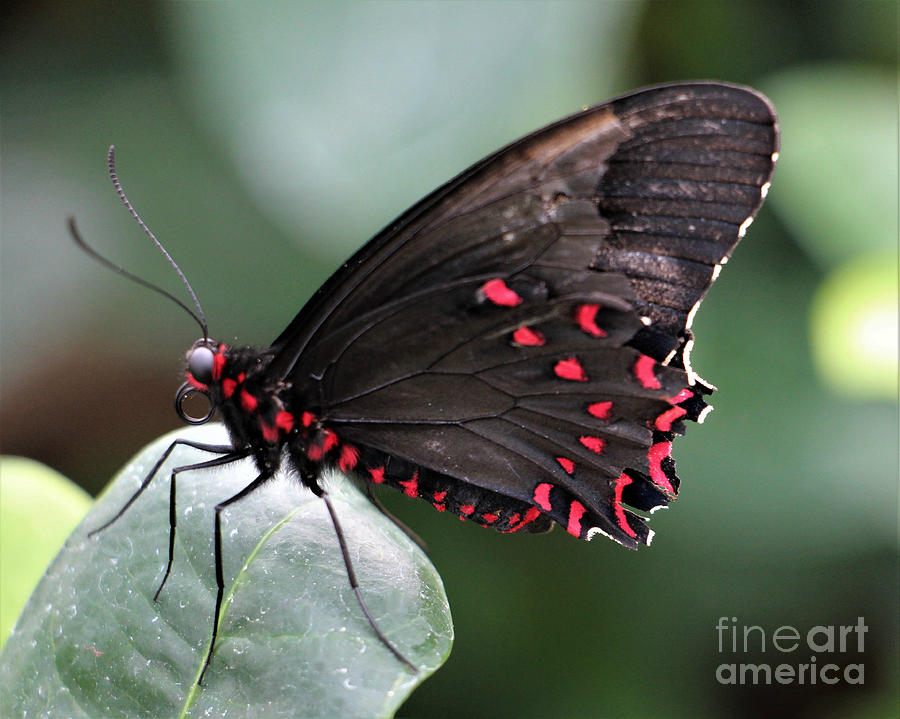 Butterfly Photograph - Flying Polka Dots by Kathy M Krause