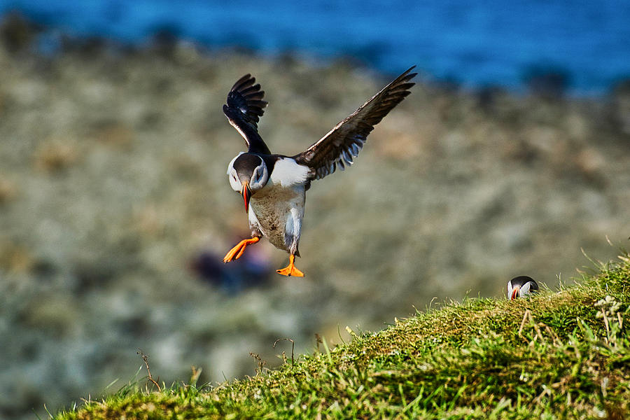 Flying Puffin - Scotland Photograph by Stuart Litoff