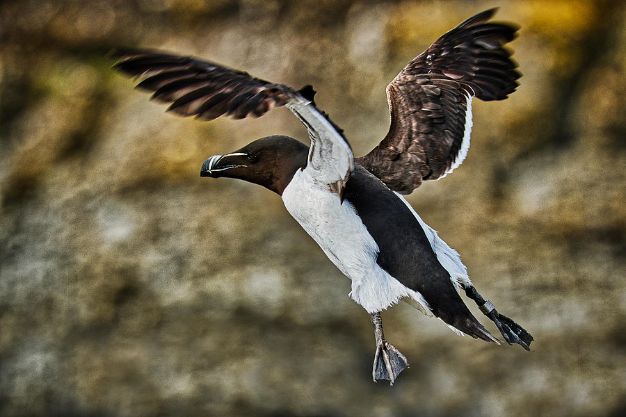 Flying Razorbill - Scotland by Stuart Litoff Flying Razorbill - Scotland by Stuart Litoff
