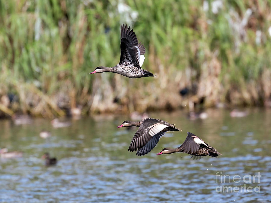 Flying Red-billed Teals Photograph by Claudio Maioli