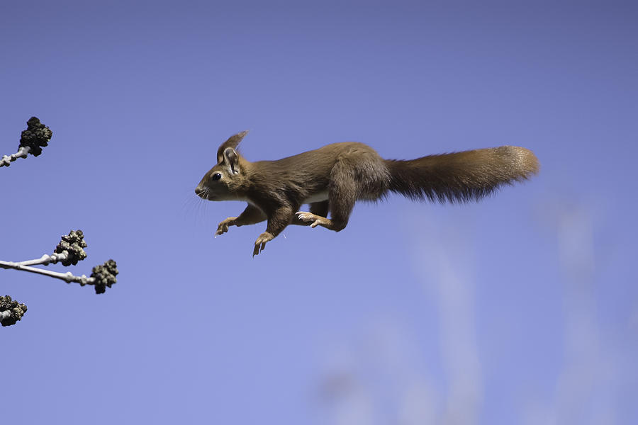 Flying Red Squirrel Photograph by Hannes Bertsch