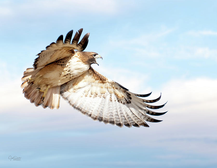 Hawk Photograph - Flying Red-tailed Hawk by Judi Dressler