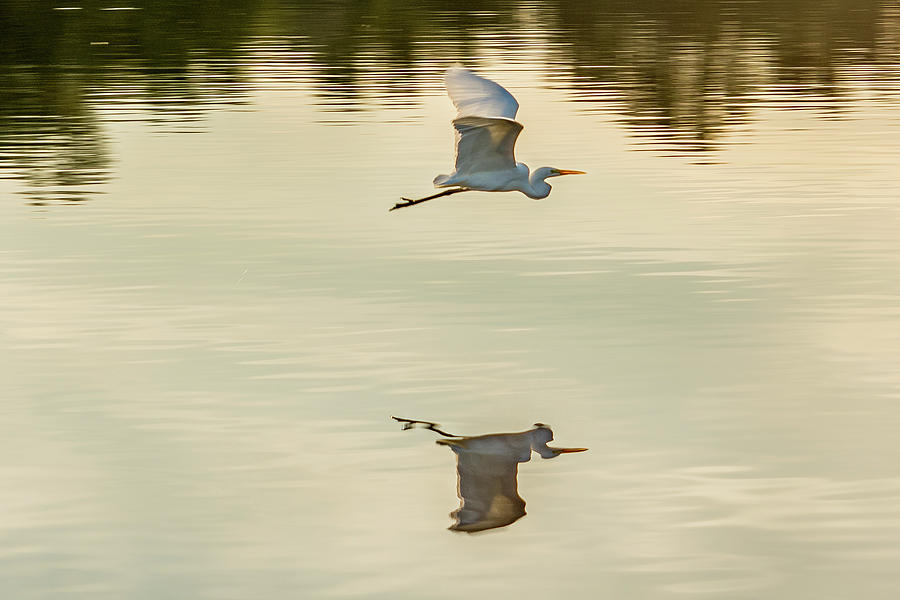 Flying Reflection by Jack Peterson Flying Reflection by Jack Peterson