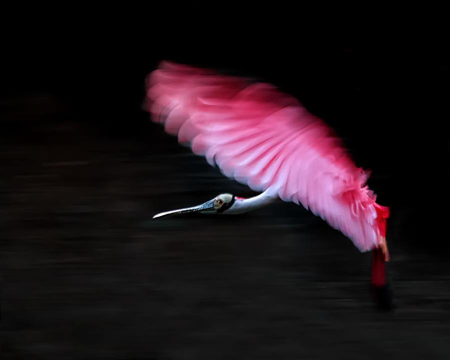 Spoonbill Photograph - Flying Rose by James Cai