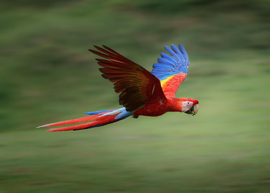 scarlet macaw flying