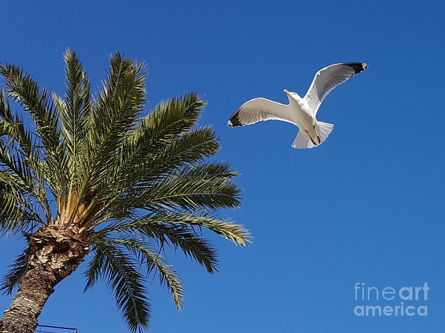 Flying seagull by Jeepee Aero Flying seagull by Jeepee Aero
