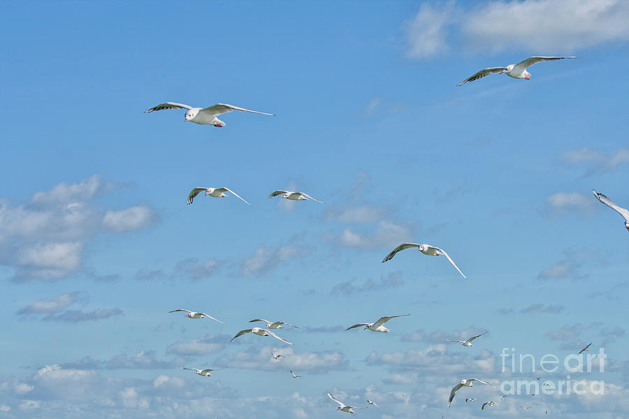 Flying seagulls Photograph by Patricia Hofmeester