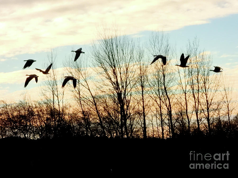Flying Silhouettes Photograph by Scott Cameron