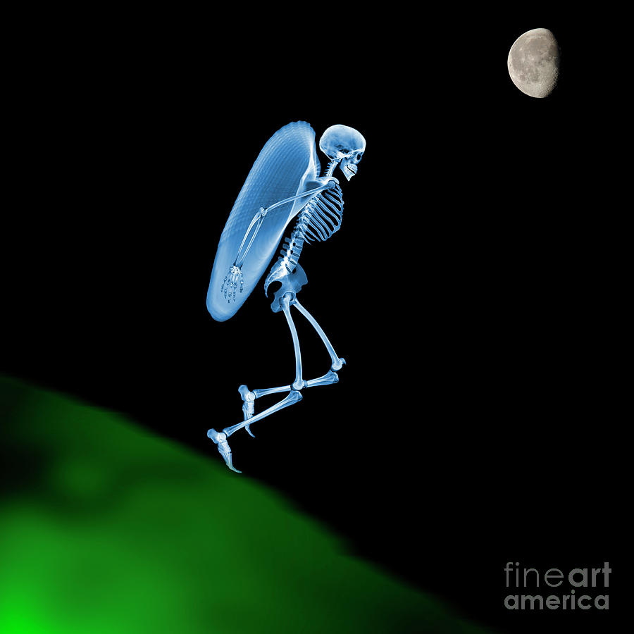 Flying Skeleton Photograph by D. Roberts/science Photo Library
