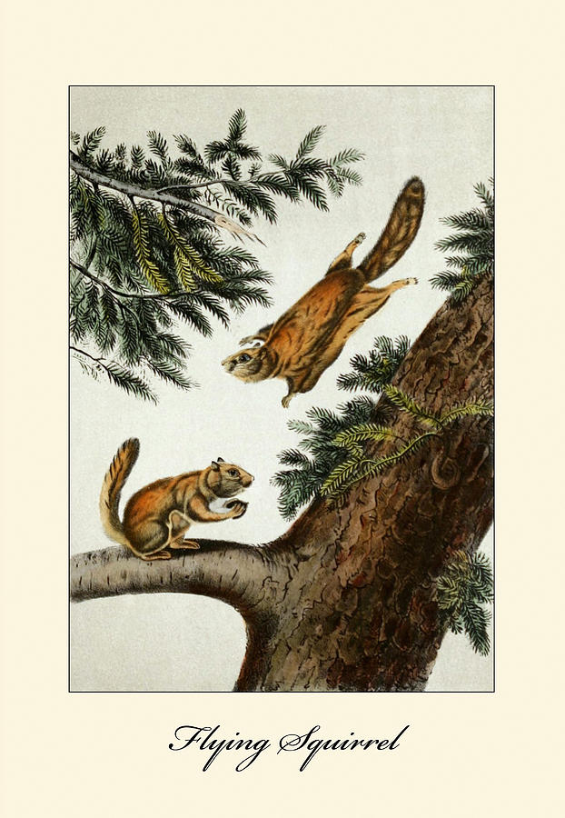 Flying Squirrel Painting by John Joseph Audubon
