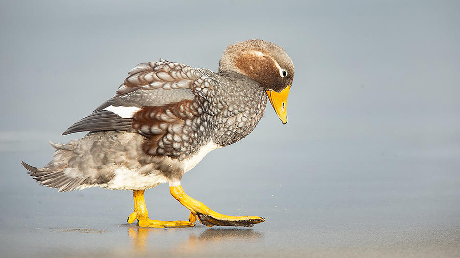 Flying Steamer-duck Photograph by Joan Gil Raga