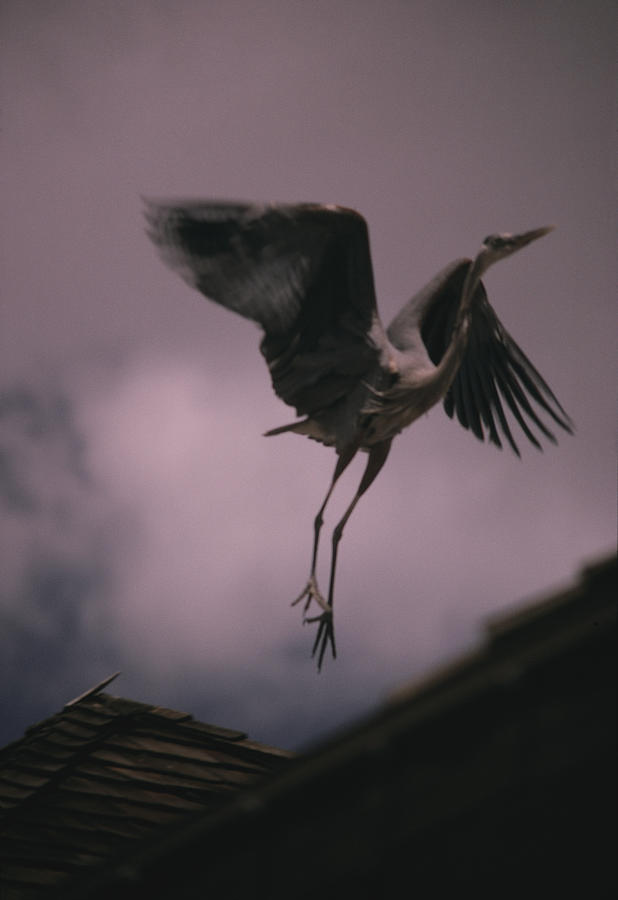Flying Stork Photograph by Geoff Brightling