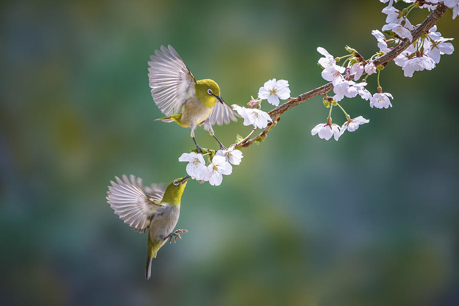 Nature Photograph - Flying by Tiger Seo