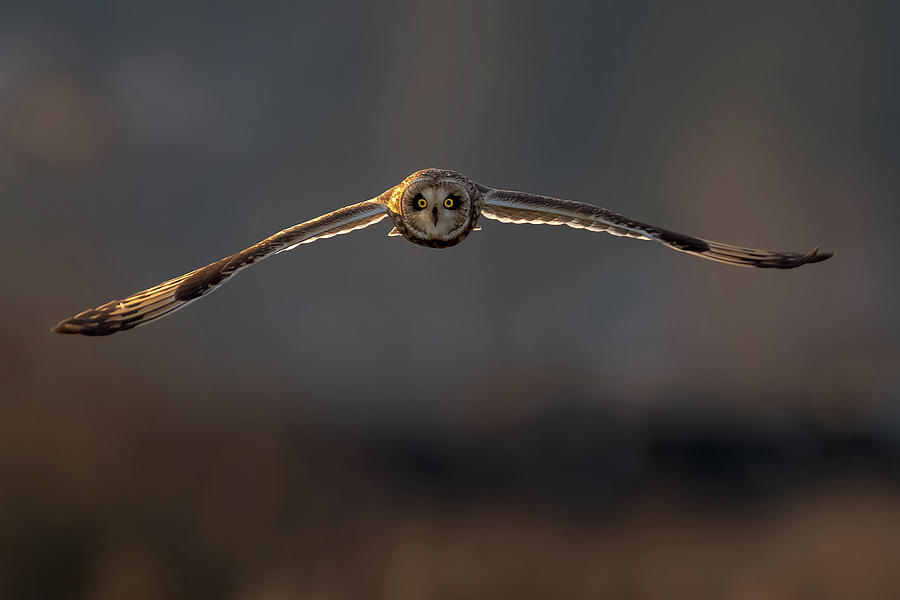 Wildlife Photograph - Flying To Me by Katsu Uota
