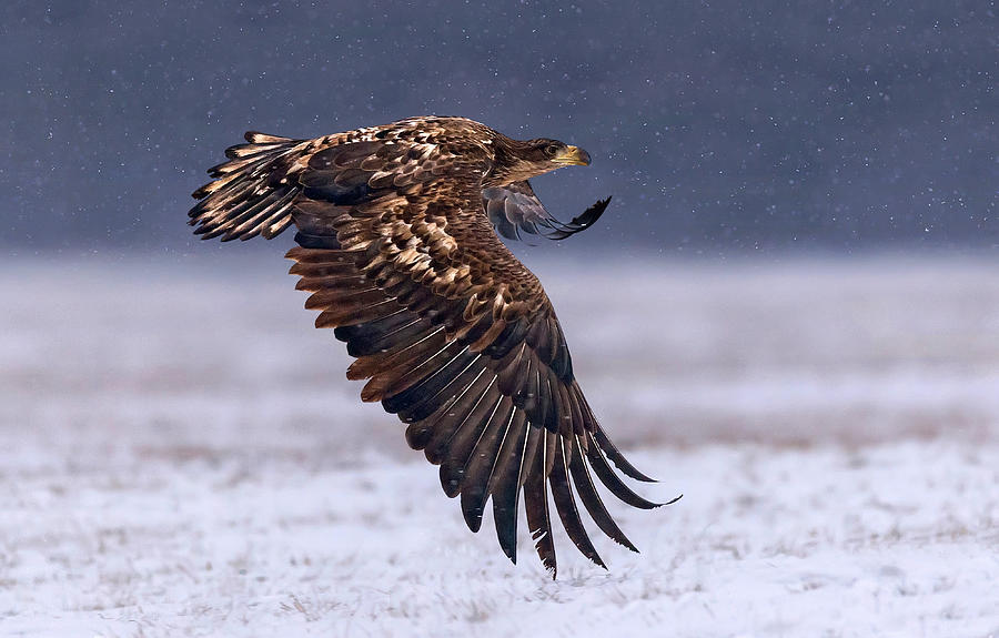 Eagle Photograph - Flying Under The Snow by Xavier Ortega