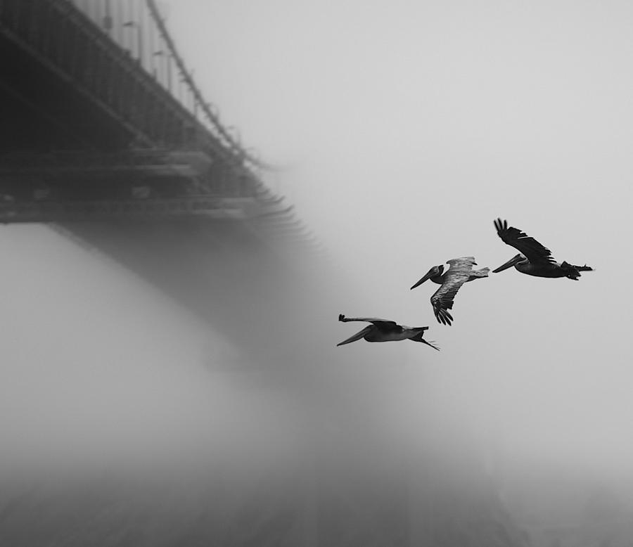 Wildlife Photograph - Flying West by Robin Wechsler