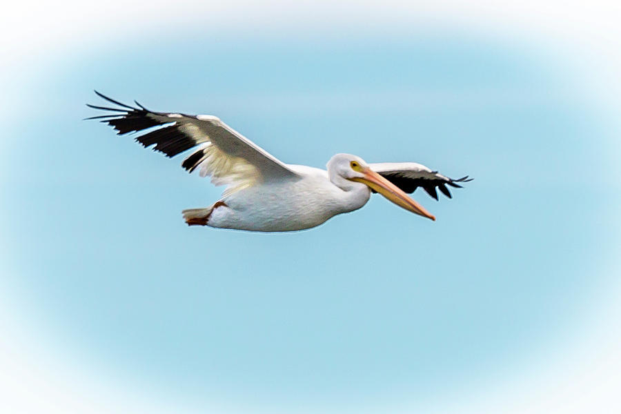 Flying White Pelican Photograph by David Wagenblatt