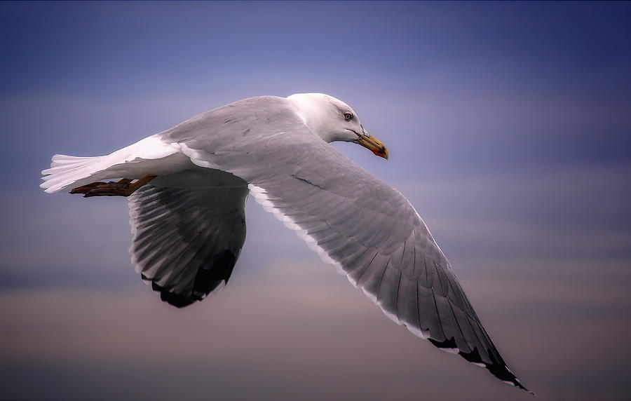 Bird Photograph - Flying by Zina Heg