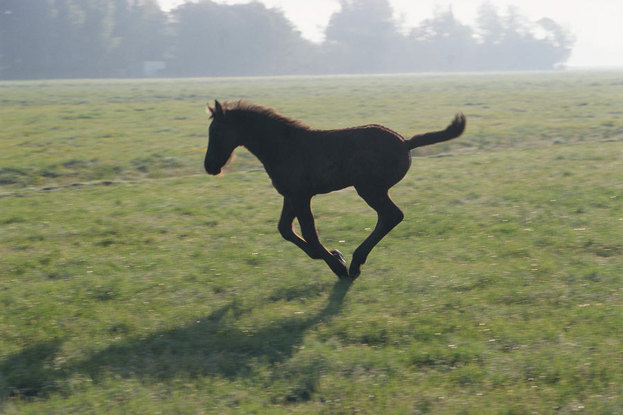 Foal Galloping In Field Photograph by Frans Lemmens Foal Galloping In Field Photograph by Frans Lemmens