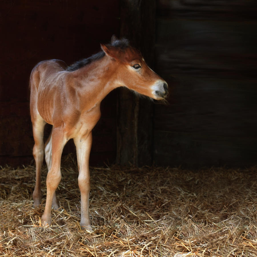 Foal In A Stable Photograph by Christiana Stawski