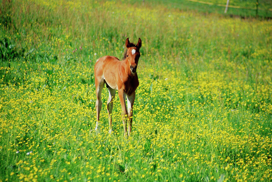 Foal In Meadow Photograph by Jupiterimages ??