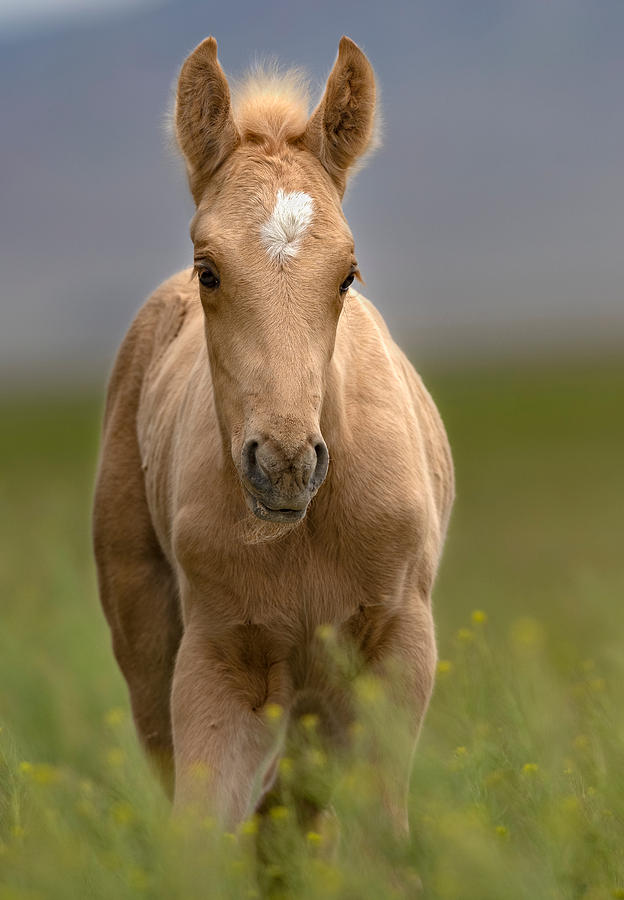 Foal in the tall Grass. by Paul Martin Foal in the tall Grass. by Paul Martin