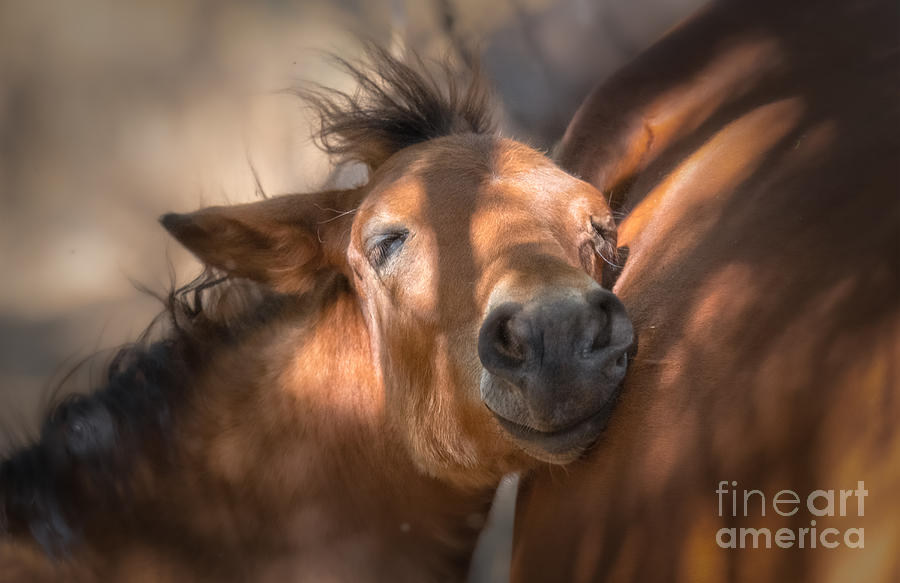 Wildlife Photograph - Foal Love by Lisa Manifold