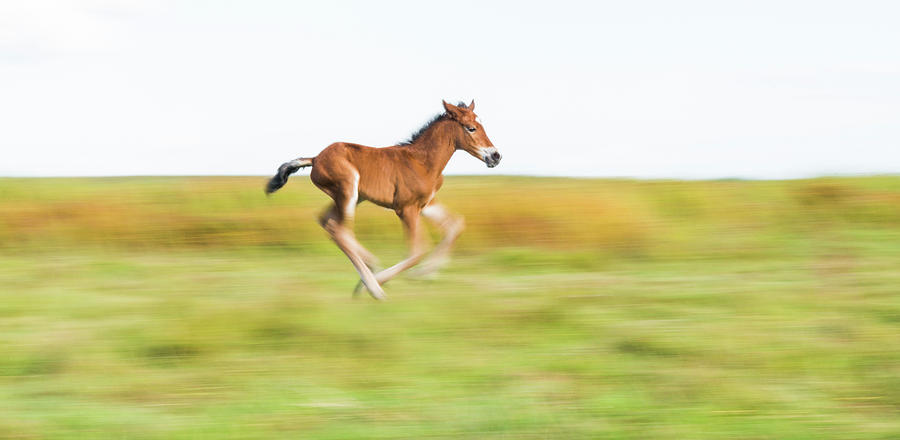 Foal Running Digital Art by Andrew Lever