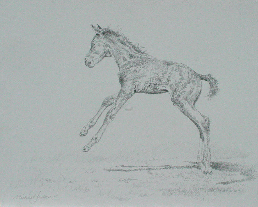 Animal Photograph - Foal Sketch by Michael Jackson