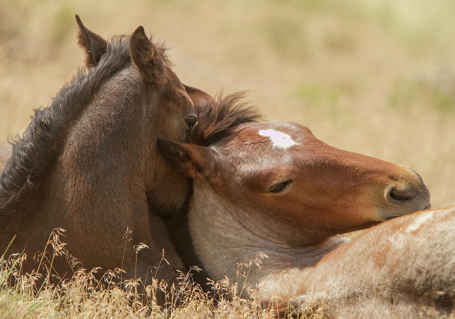 Foals Photograph by Kent Keller
