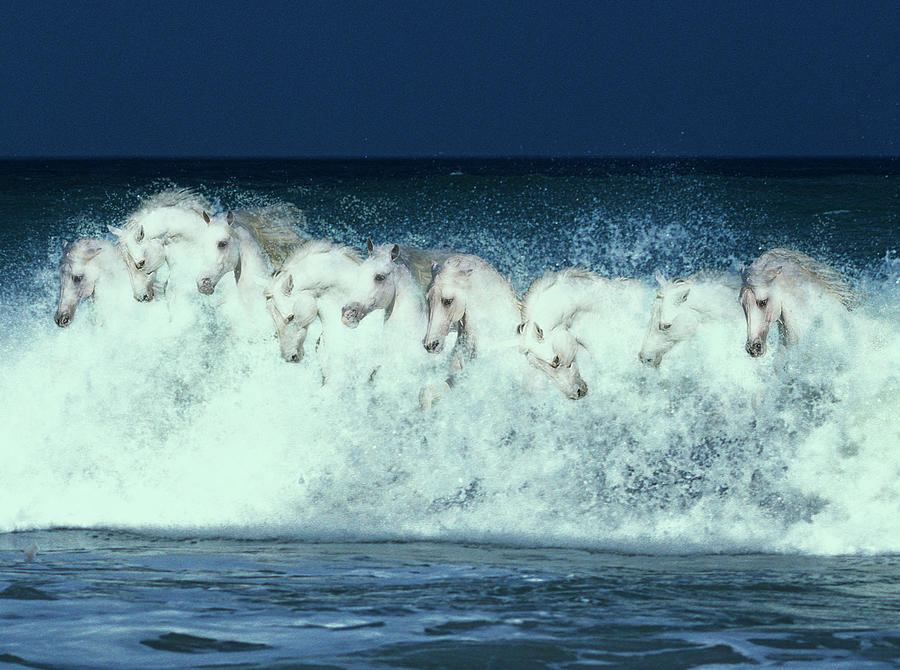 Animal Photograph - Foam Followers by Bob Langrish