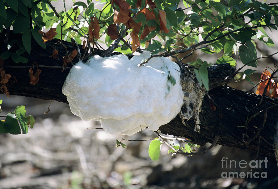 Foam Nest Tree Frog Nest Photograph by Peter Chadwick/science Photo Library