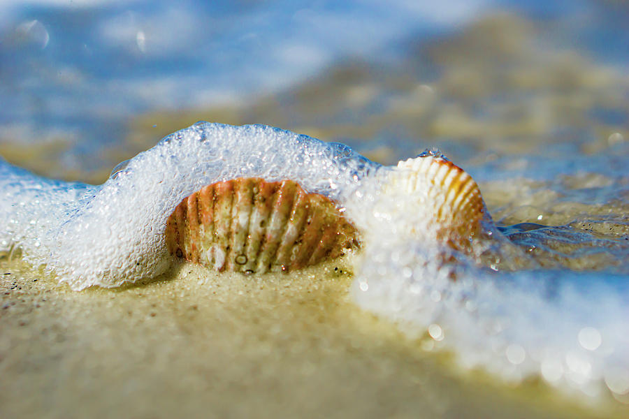Foamy Seashells Photograph
