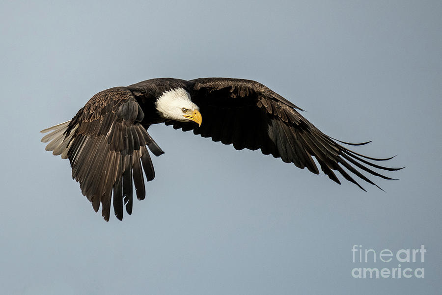 Bald Eagle Photograph - Focus Ahead by Mike Dawson Bald Eagle Photograph - Focus Ahead by Mike Dawson