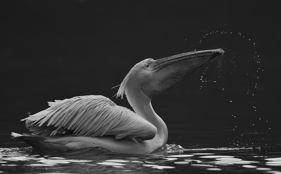 Pelican Photograph - Focus by C.s.tjandra