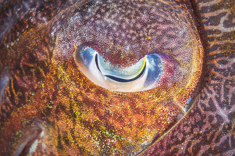 Focus On Cuttlefish Photograph by Barathieu Gabriel