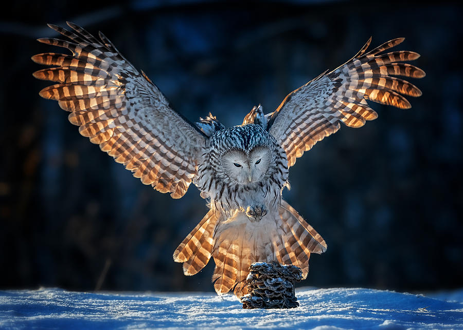 Owl Photograph - Focus On The Aim by Annie Poreider