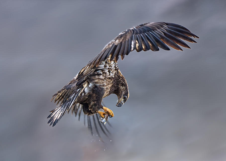 Eagle Photograph - Focus by Qing Zhao