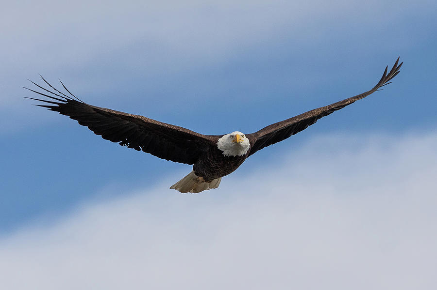 Focused Bald Eagle Looks Ahead in Flight Photograph by Tony Hake
