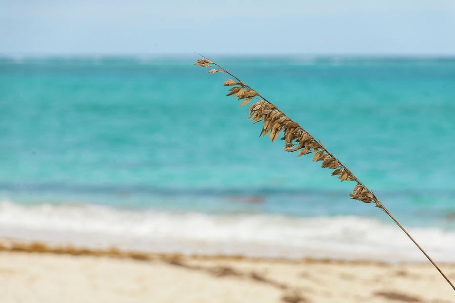 Focused beach grass blade in Turks and Caicos by Manny DaCunha Focused beach grass blade in Turks and Caicos by Manny DaCunha