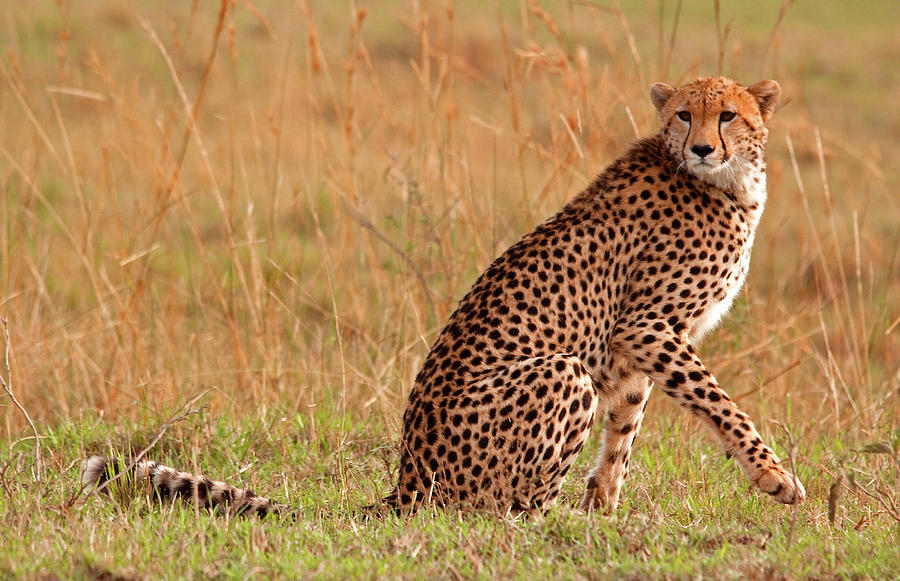 Focused Cheetah Photograph by Wldavies Focused Cheetah Photograph by Wldavies