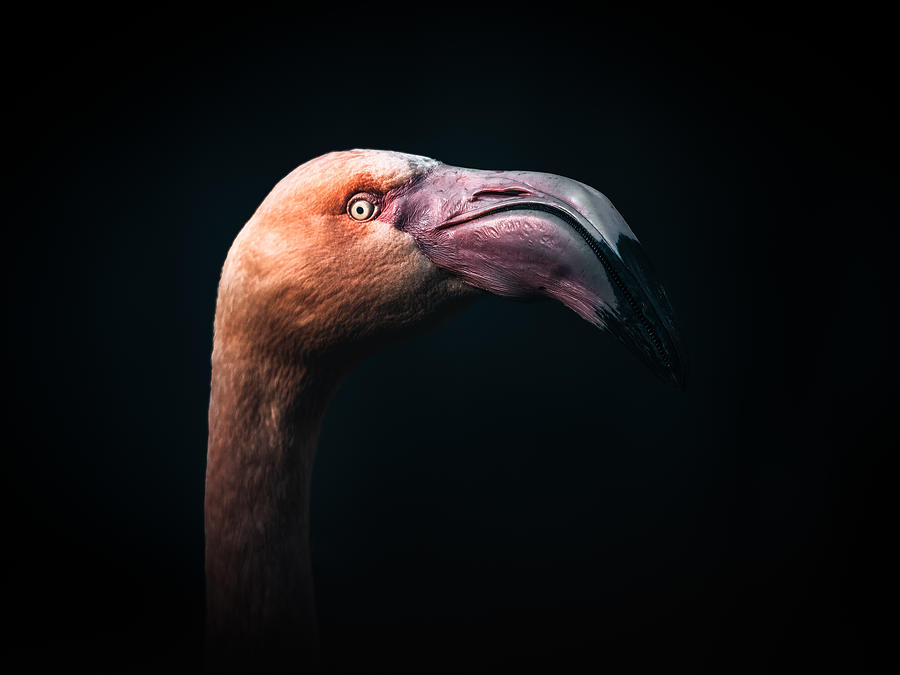 Focused Flamingo Photograph by Heinz Klein