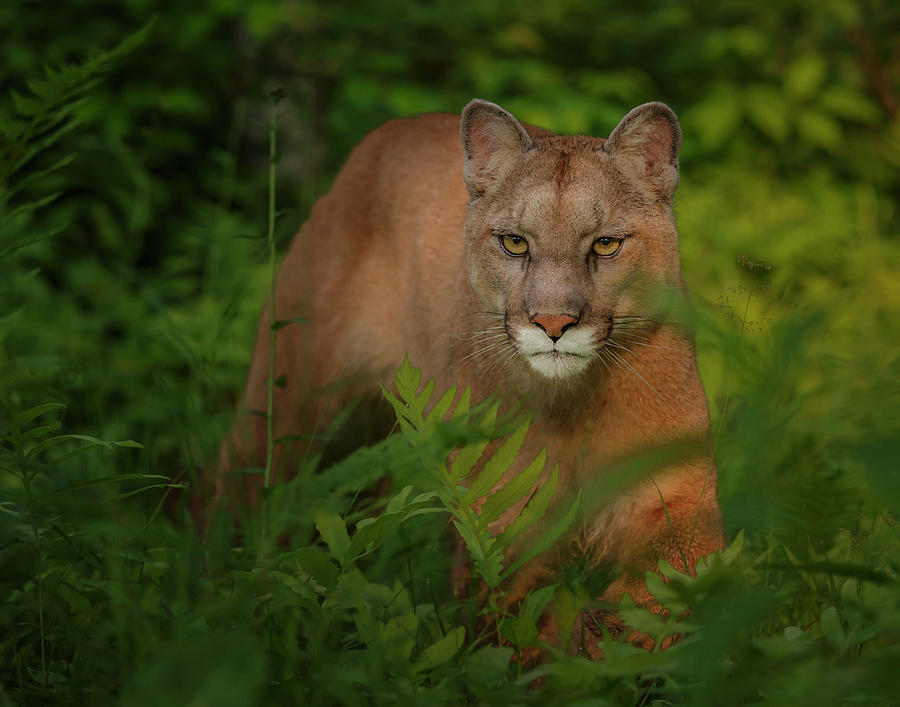 Cougar Photograph - Focused by Galloimages Online