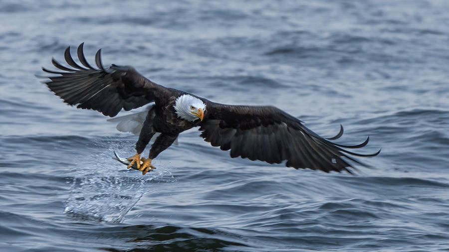 Eagle Photograph - Focused by Qing Zhao