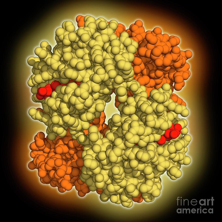 Foetal Haemoglobin Photograph by Laguna Design/science Photo Library ...