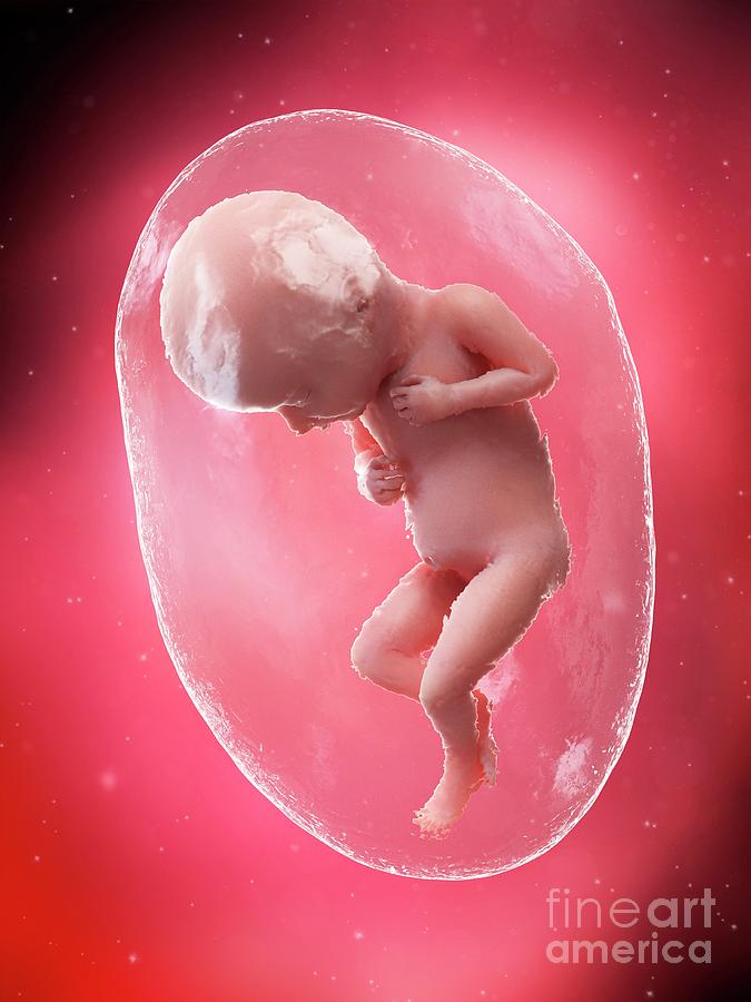 Pregnancy Photograph - Foetus At Week 32 by Sebastian Kaulitzki/science Photo Library