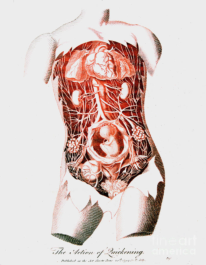 Foetus In Uterus At Time Of Quickening Drawing by Print Collector
